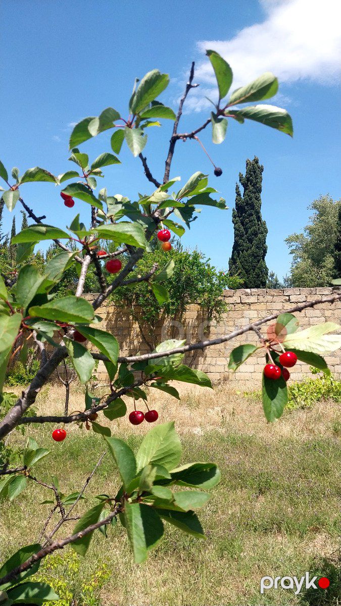 Satılır torpaq 24 sot — Torpaq, Bakı (10)