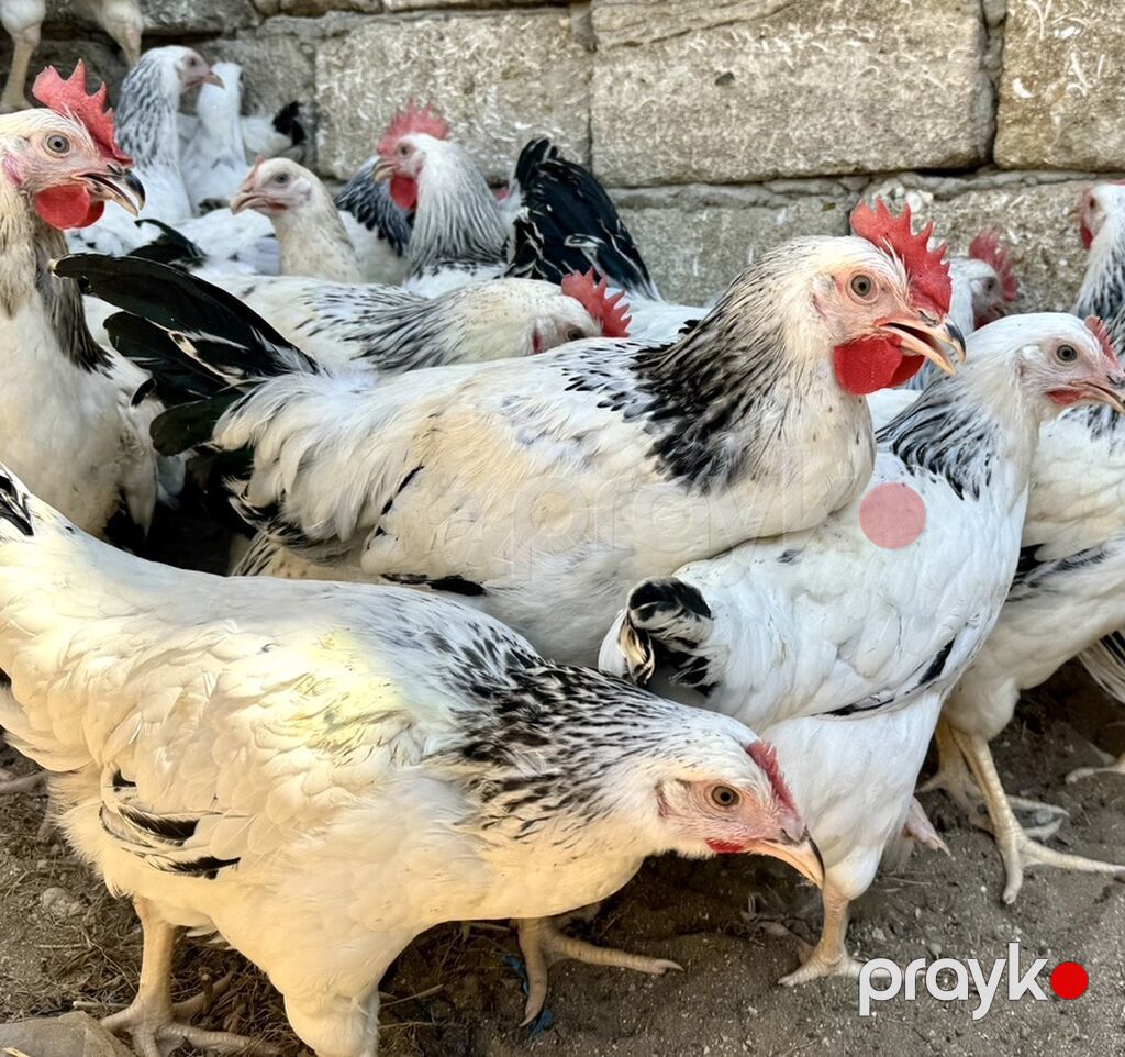 5 Ay Yarımlıq Xoruzlar. 30 Ədəd 5 Ay 10 Günlük Fərələr. Fərələr — Heyvanlar, Digah (5)