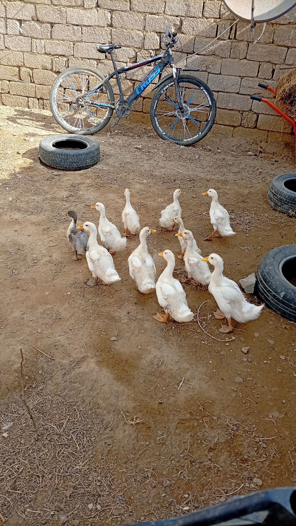Məhsul: Səsli ördək balaları 🦆 (2 ay yarımlıq80günlük) Qiymət: 7 AZN