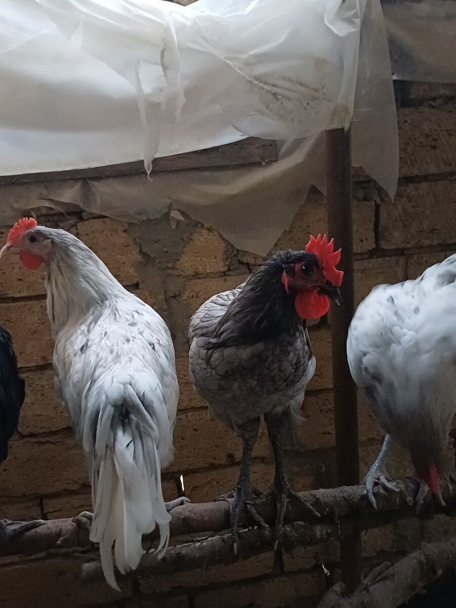 Avstralorp xoruzu — Quşlar, Bakı (2)