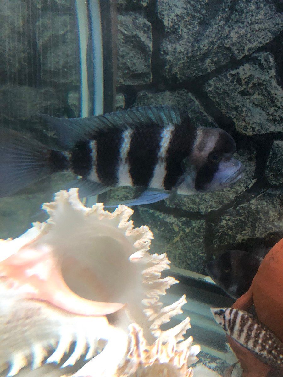 Akvarium və balıqlar — Akvariumlar və balıqlar, Bakı (2)