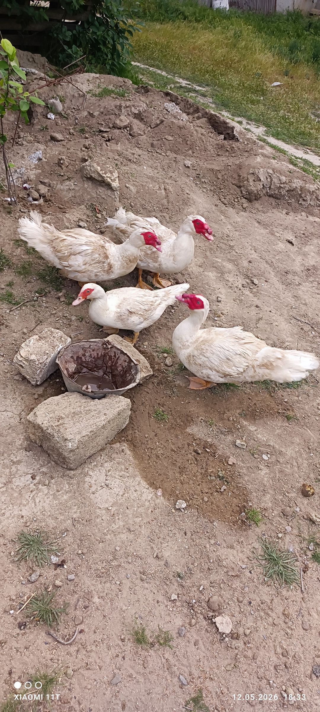 Ağ lavanda ördək - erkəklər satılır — Quşlar, Xırdalan (2)