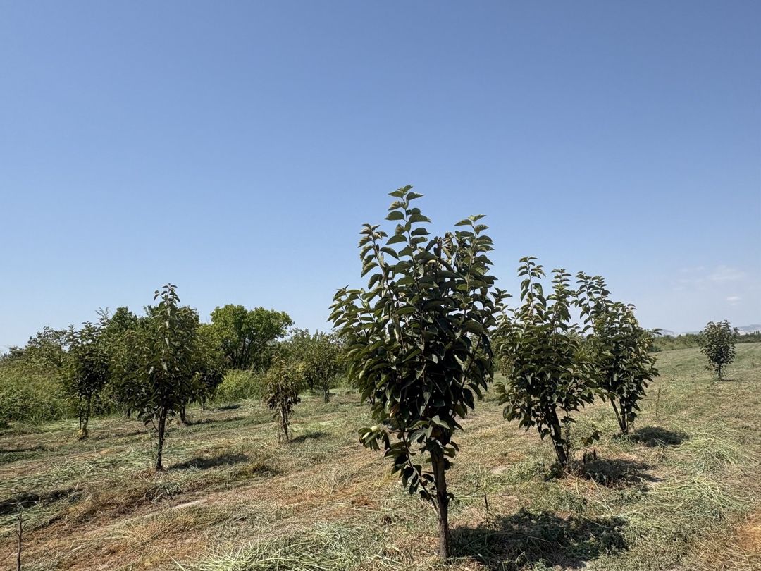 170 sot torpaq sahəsi, Göyçay r. — Torpaq, Göyçay (6)