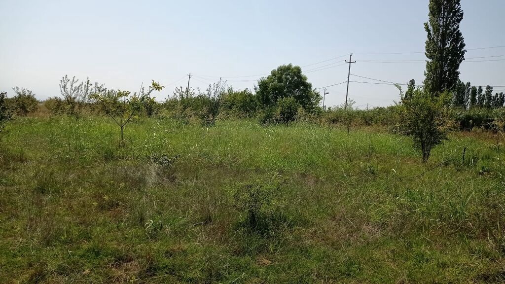 22 sot, Tikinti, Mülkiyyətçi, Kupça (Çıxarış)