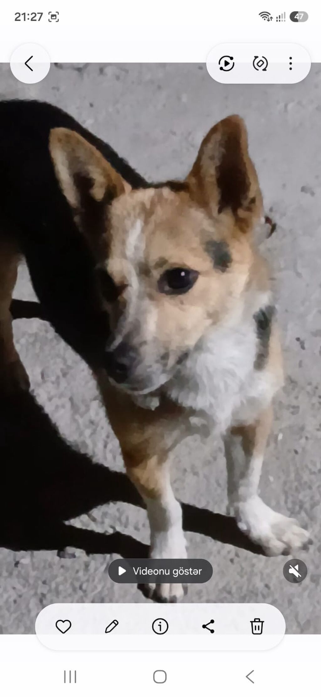 Zvonok, 2 il, Erkək, Peyvəndli — Heyvanlar, Masazır (10)