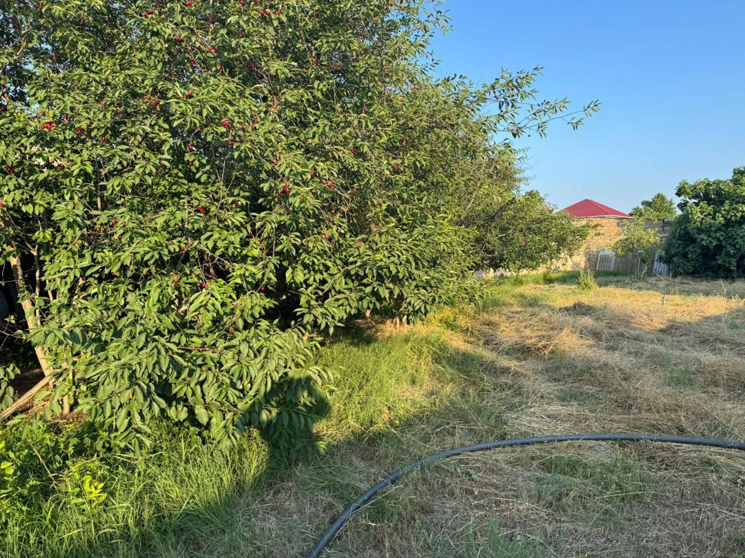 Satılır torpaq 10 sot — Torpaq, Bakı (3)