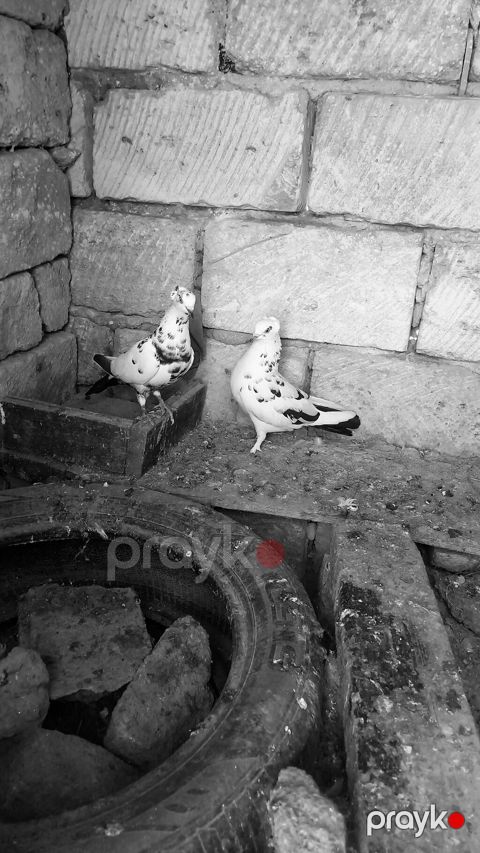 Növ: Göyərçin cütü Rəng: Ağ fon üzərində qara naxışlı (ləkəli)