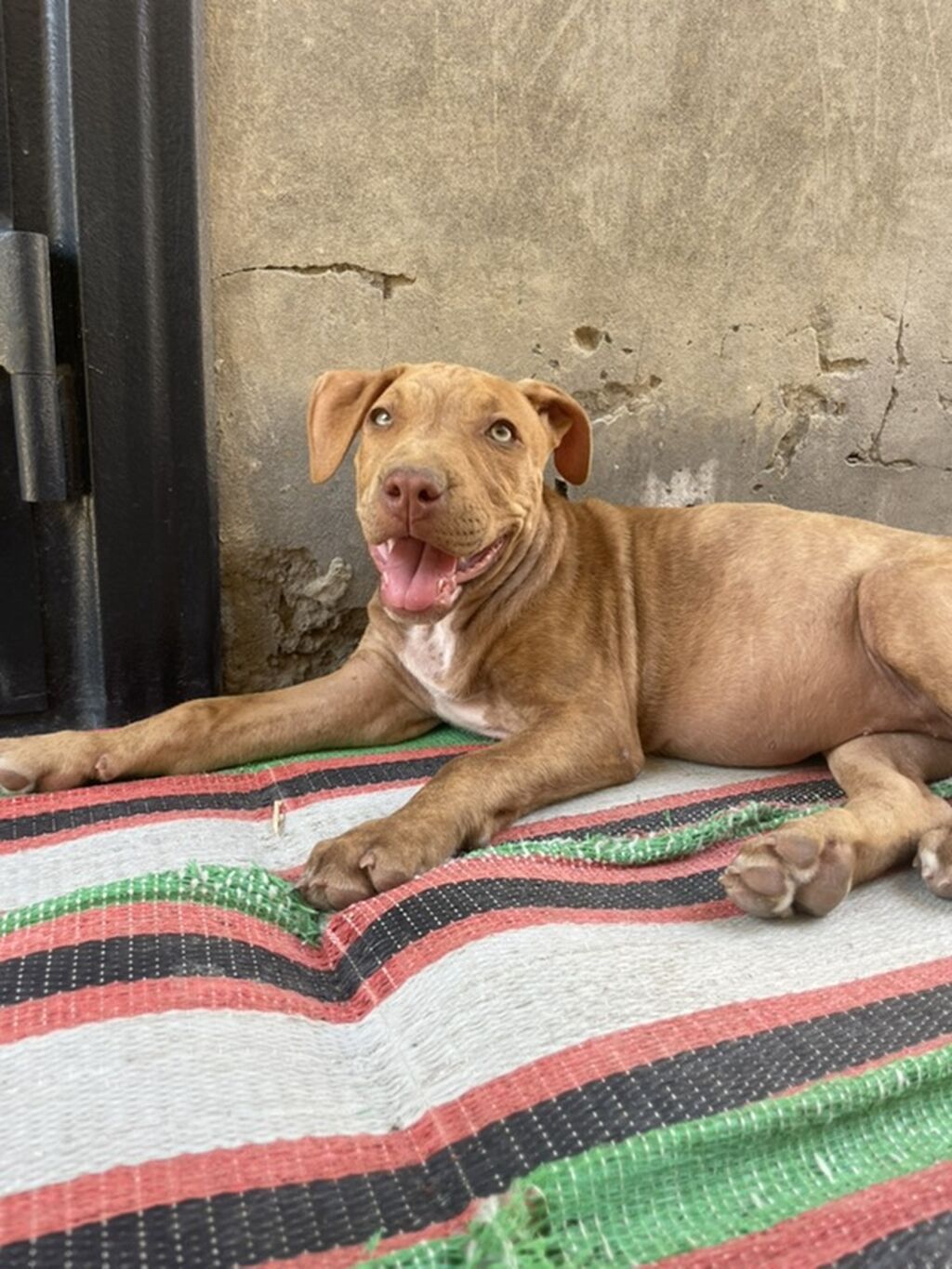 Pitbul, 2 ay, Dişi, Peyvəndli, Ödənişli çatdırılma — Heyvanlar, Qobu (3)