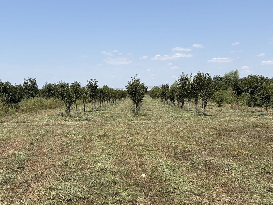 170 sot torpaq sahəsi, Göyçay r. — Torpaq, Göyçay (2)
