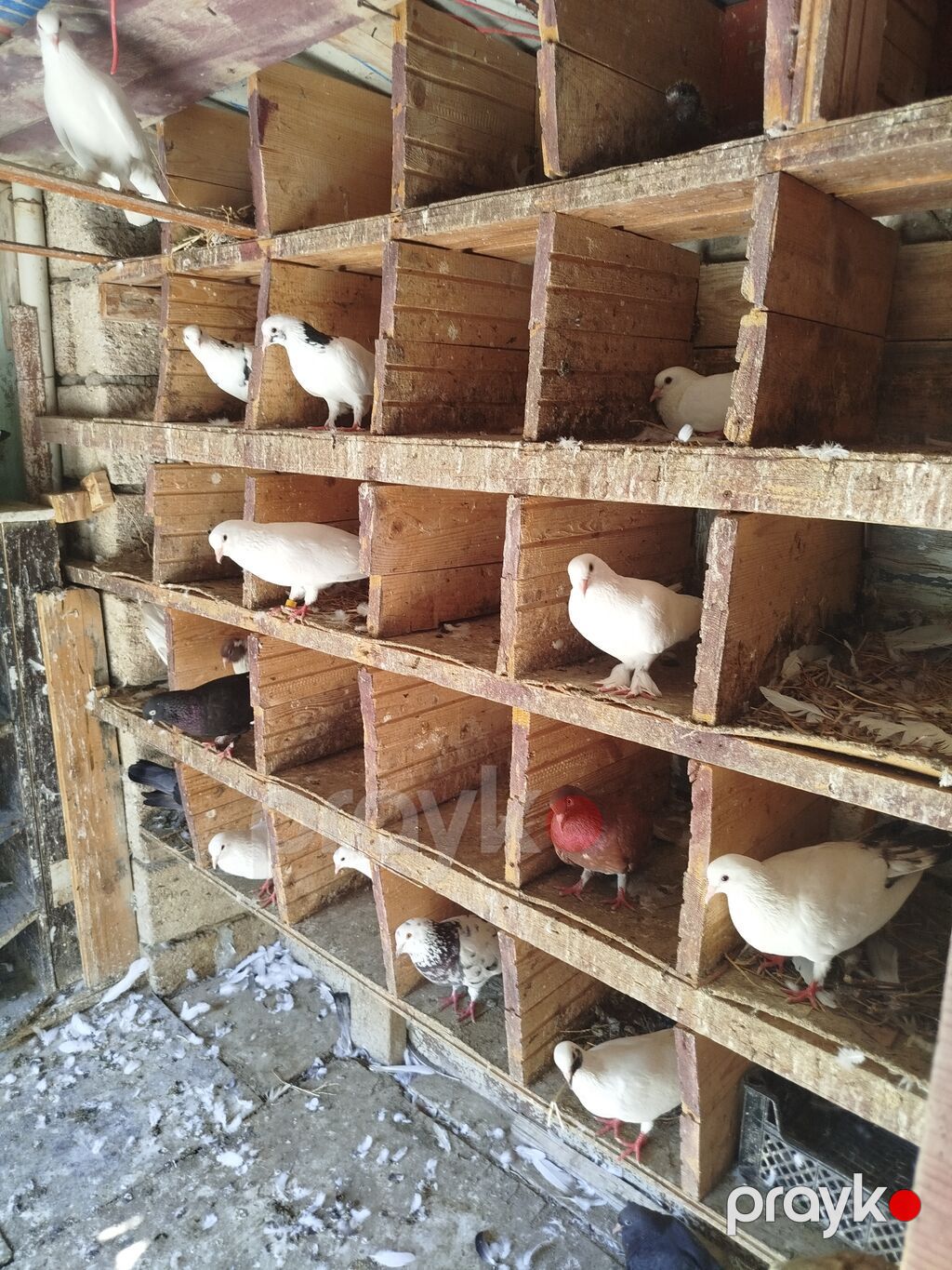 Ev göyərçinləri – müxtəlif rəng və naxışlarda - Növ: ev/ucuş — Quşlar, Digah (3)