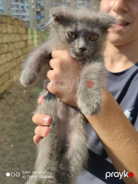 Şotland pişik balası - Rəng: tam boz (dumani) - Tük tipi: yumşaq