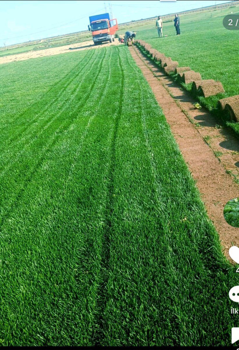 Qazon — Bitkilər, Bakı