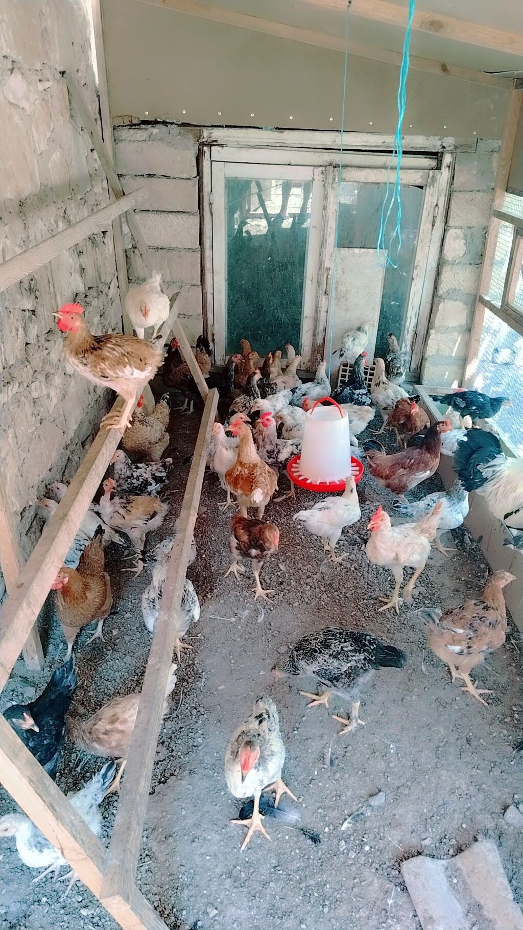 Məhsul: Ev quşları – toyuq sürüsü Təsvir: - Hibrid və yerli cinslərin — Heyvanlar, Gəncə