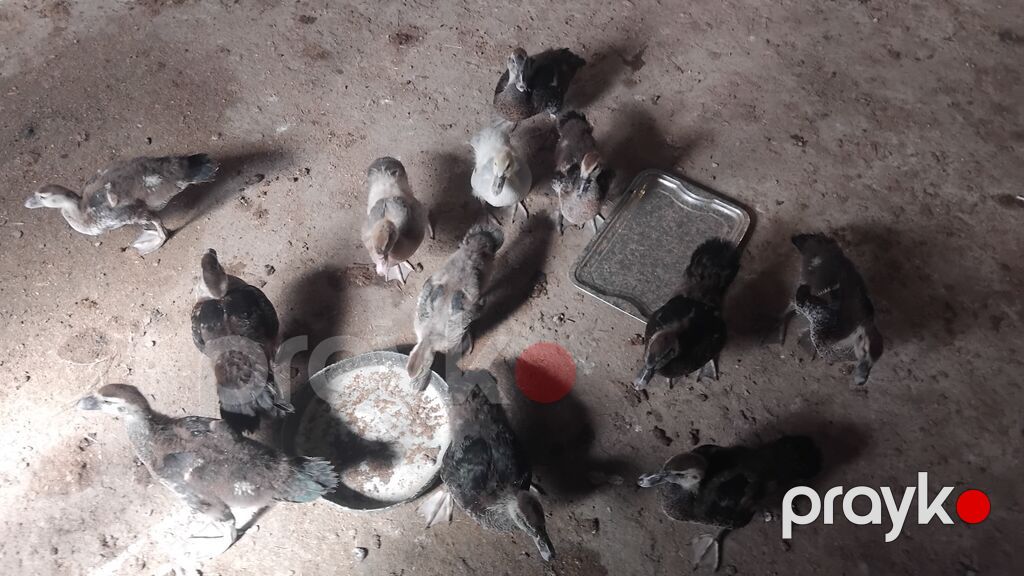 50gunluk balalardi 10denesi zumurdu macarda lavandada var icnde tek — Heyvanlar, Digah (4)