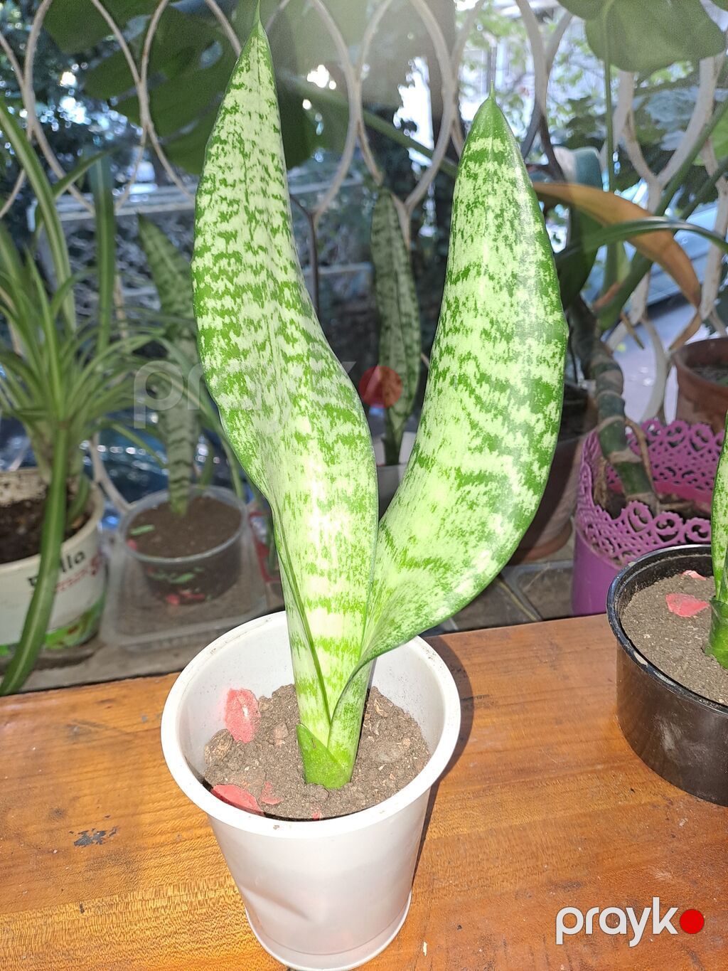 Sansevieria “Laurentii/Silver” (ilan bitkisi) – dekorativ otaq bitkisi — Mallar, Bakı (2)