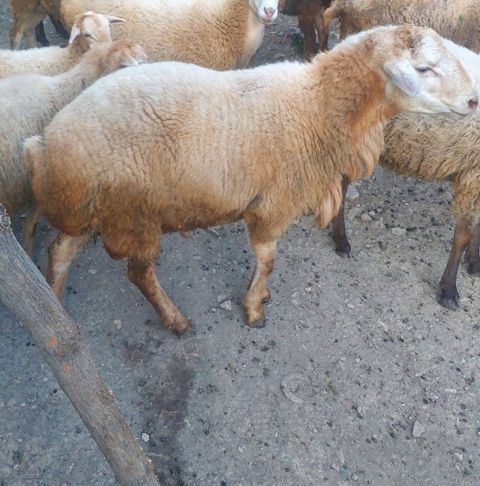 Erkək qoyunlar