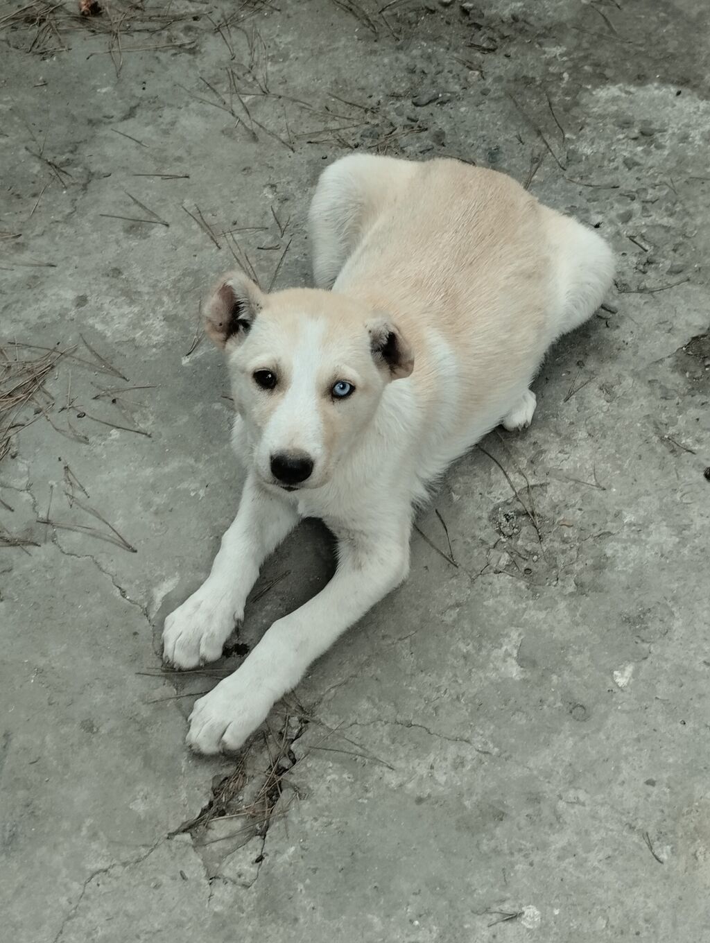 2 ay, Dişi, Peyvəndli — Alaba, Bakı