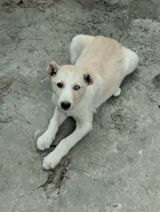 2 ay, Dişi, Peyvəndli — Alabai