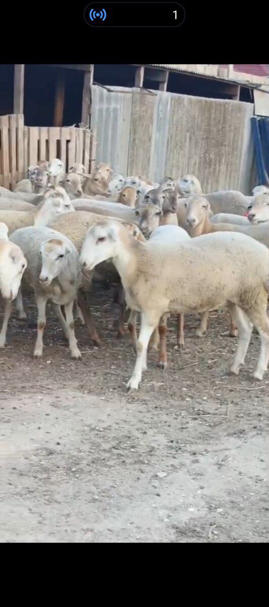 Quzular — Kənd təsərrüfatı heyvanları, Bakı (3)