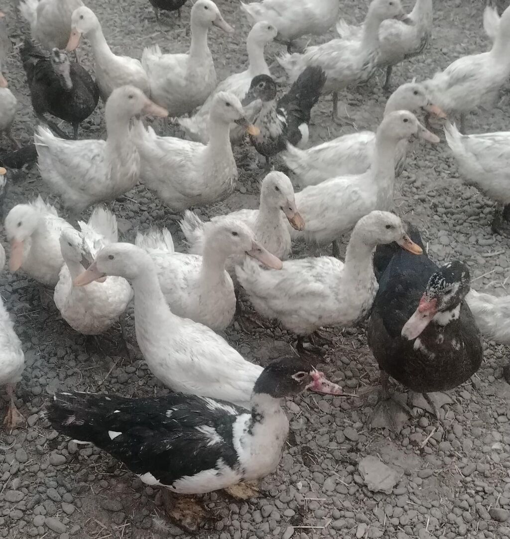 Satılır: ördək və muskovi ördək (hind-ördəyi) sürüsü - Növ: ağ yerli — Heyvanlar, Şirvan (2)