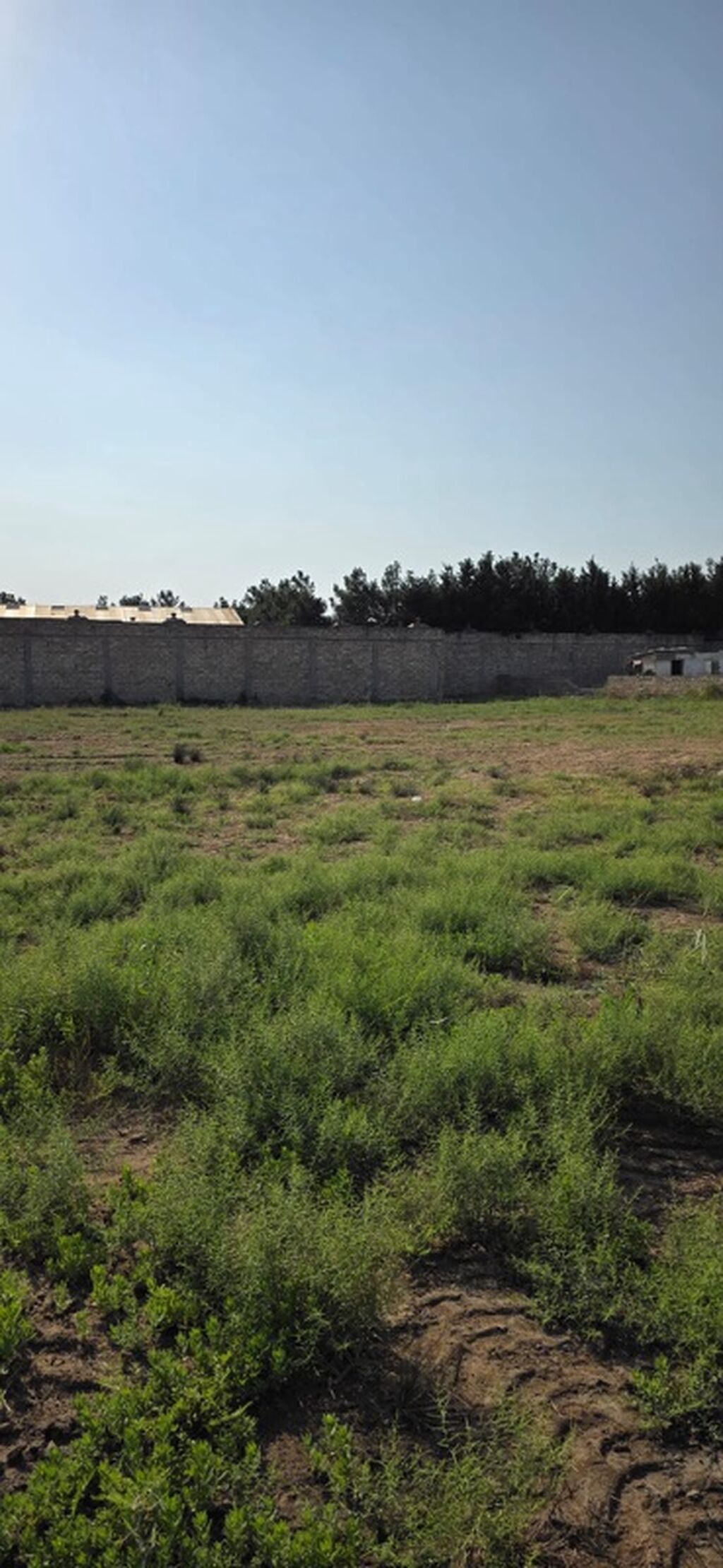 50 sot, Tikinti, Kupça (Çıxarış) — Torpaq, Digah