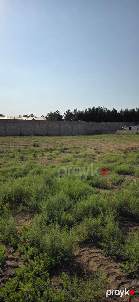 50 sot, Tikinti, Kupça (Çıxarış)