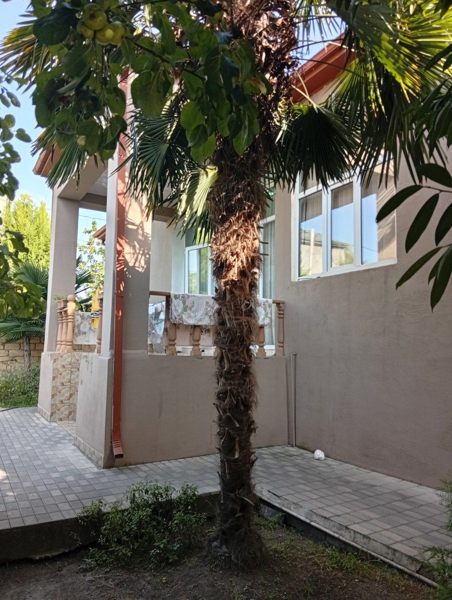 Həyət evi, Zaqatala ş. — Daşınmaz əmlak, Zaqatala (10)