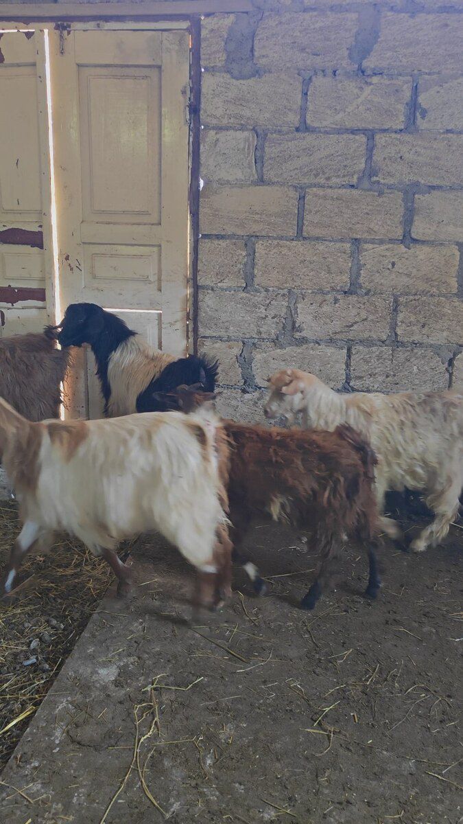 Keçilər — Heyvanlar, Quba (7)