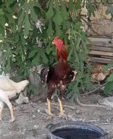 13 aylig — Chickens and roosters
