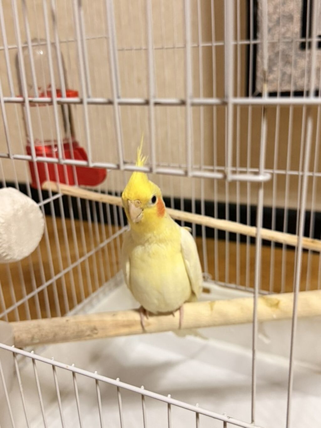 Növ: Nimfa tutuquşu (cockatiel), rəng – açıq sarı/lutino, yanaqlarda — Quşlar, Masazır (2)