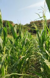 Məhsul: Şirin qarğıdalı (südlü mərhələ) qarğıdalı silosu satılır — Food Products