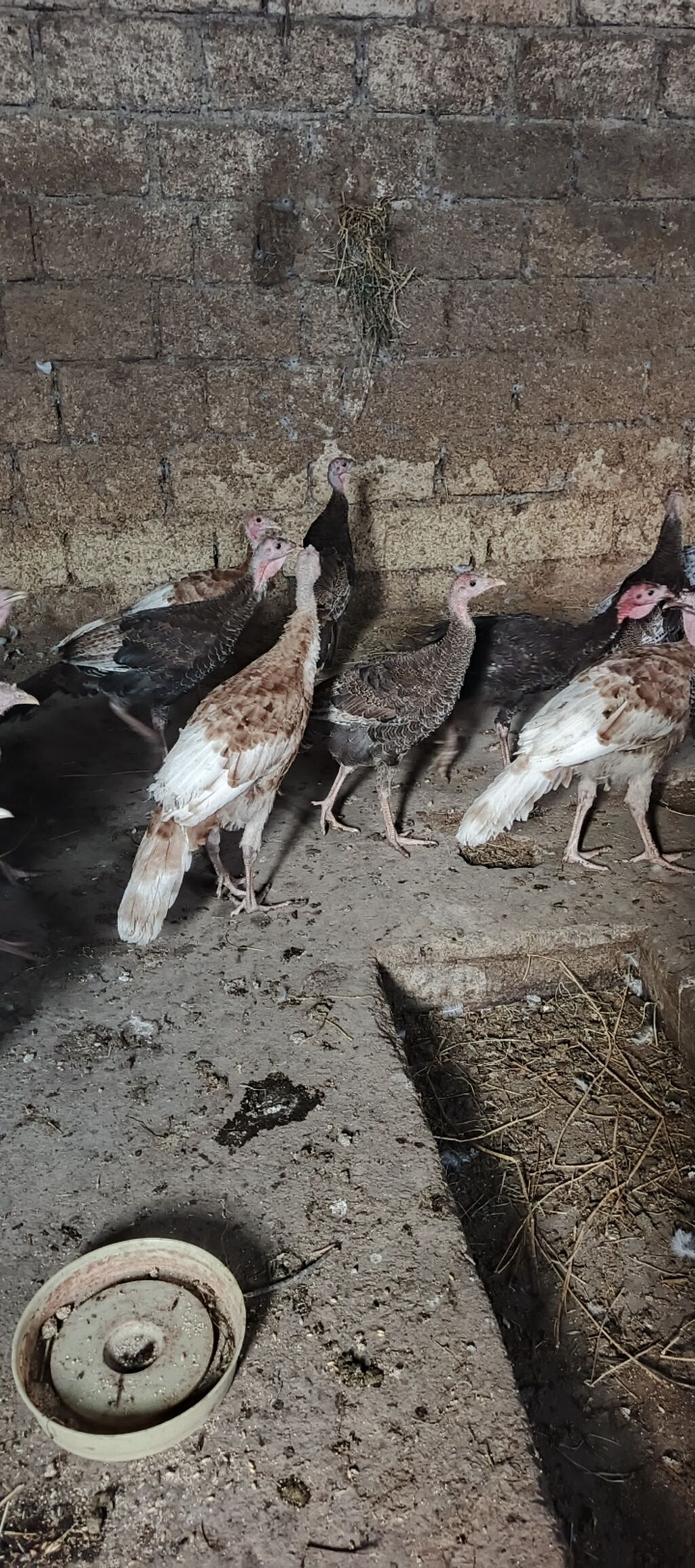 3 ay 10 gunluk hinduska balalari satilir . Yerli cins deyil. Red — Heyvanlar, Xaçmaz