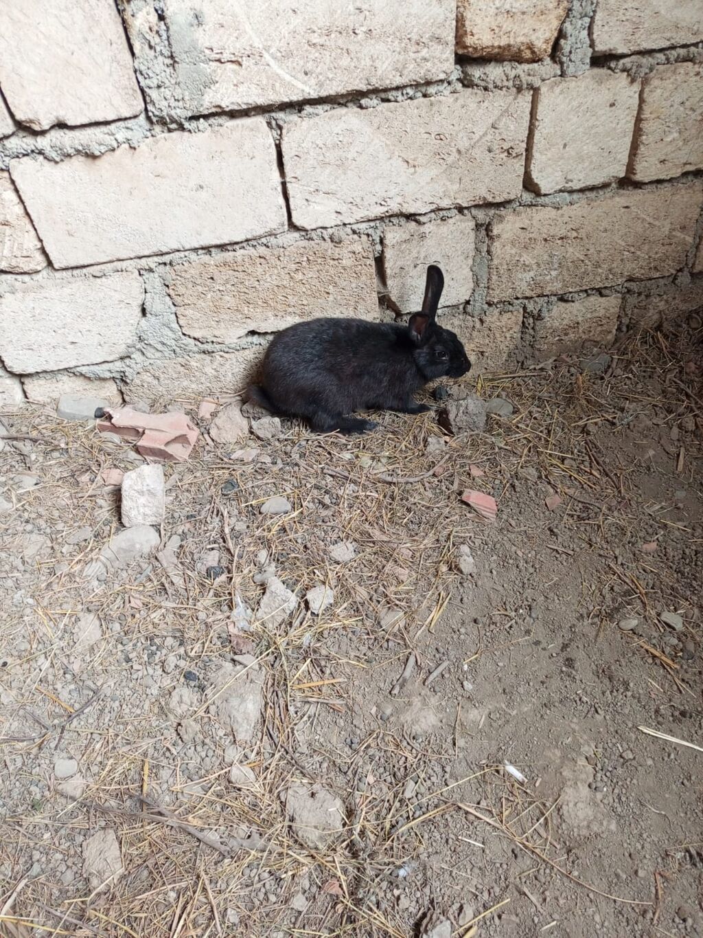 3 Qara dovşan 50 m - Növ: Yerli ev dovşanı - Rəng: Tam qara - — Dovşanlar, Qusar (2)