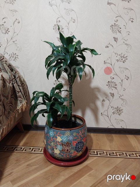 Çox gözəl çox xeyirli və dünyada böyük bioloji dəyərli Dracena — Bakı
