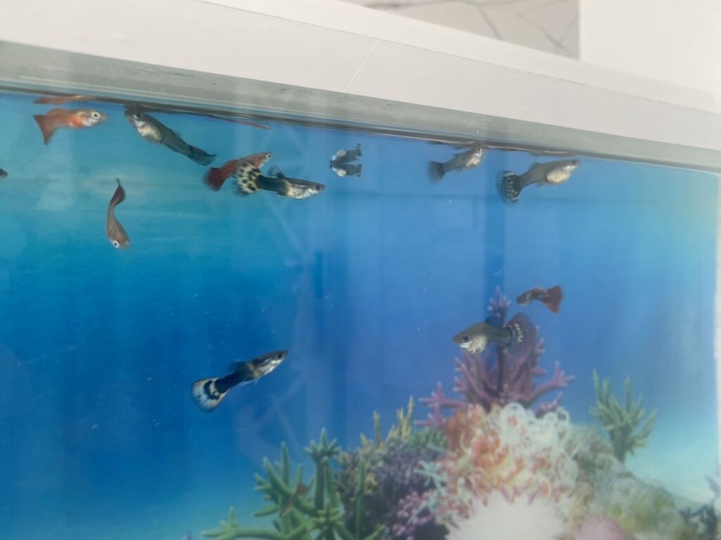 Dördbucaq akvarium, Balıqlarla birlikdə, 15 l, Ünvandan götürmə — Heyvanlar, Digah (3)