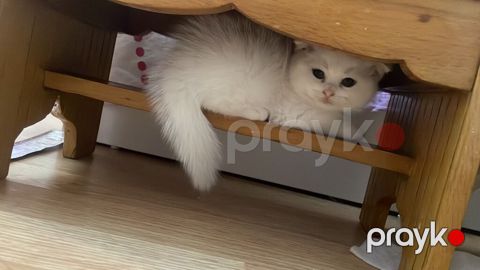 Şotland yastı qulaq, Dişi, Yaxşı əllərə, Ödənişli çatdırılma