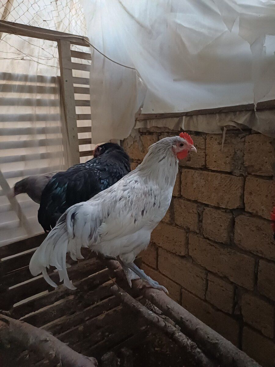 Avstralorp xoruzu — Quşlar, Bakı (3)
