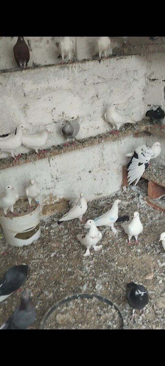 Göyərçinlər — Quşlar, Bakı (4)
