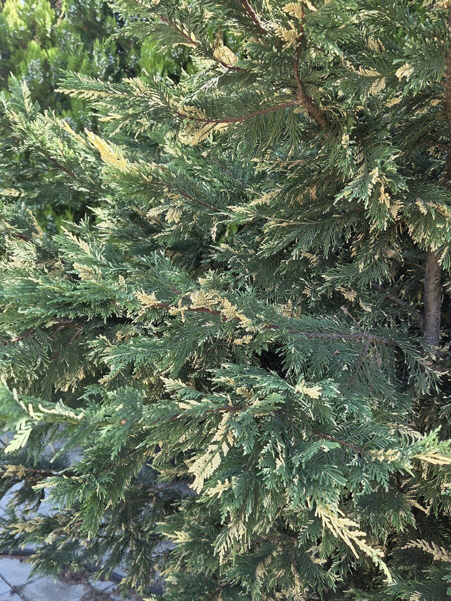 Ağaclar — Bitkilər, Bakı (5)