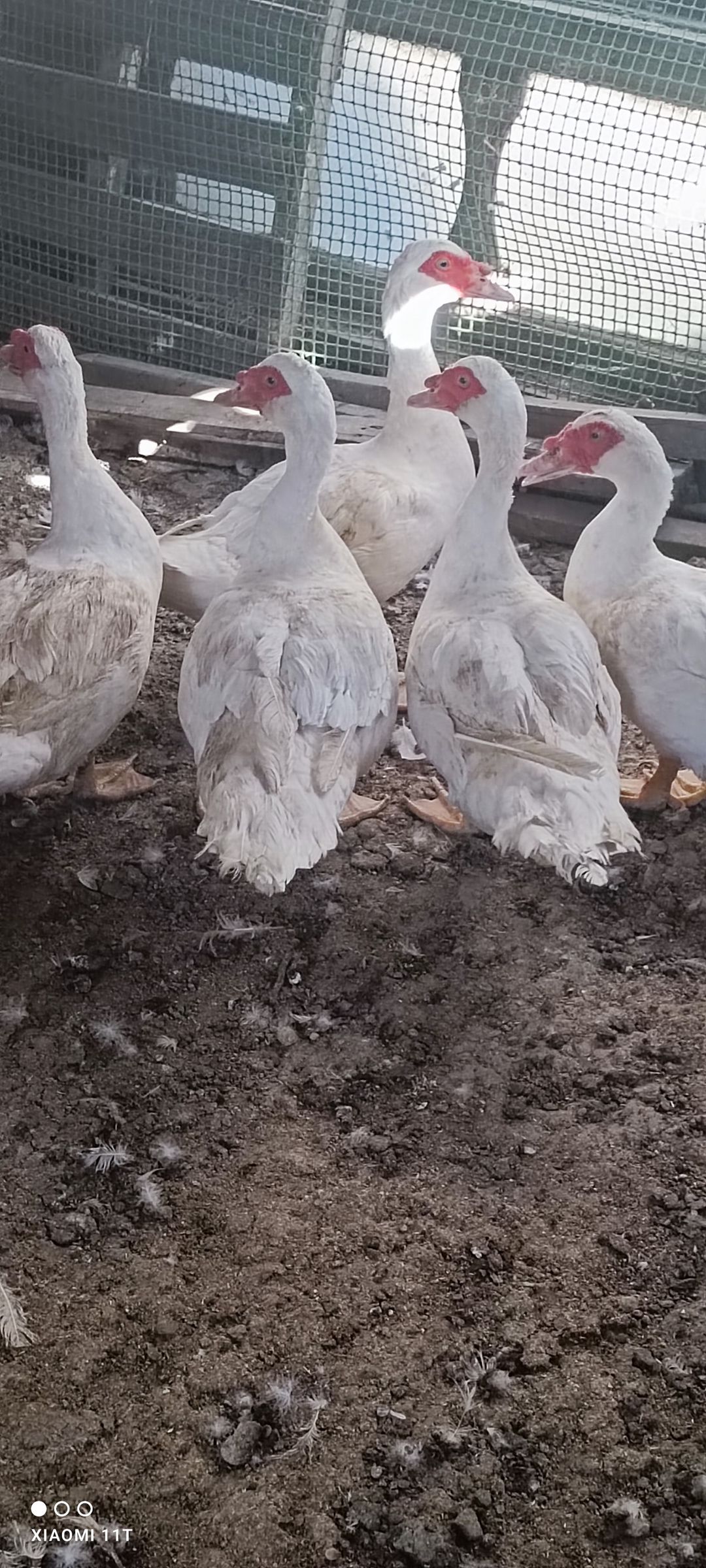 Ağ lavanda ördək - erkəklər satılır — Quşlar, Xırdalan (4)