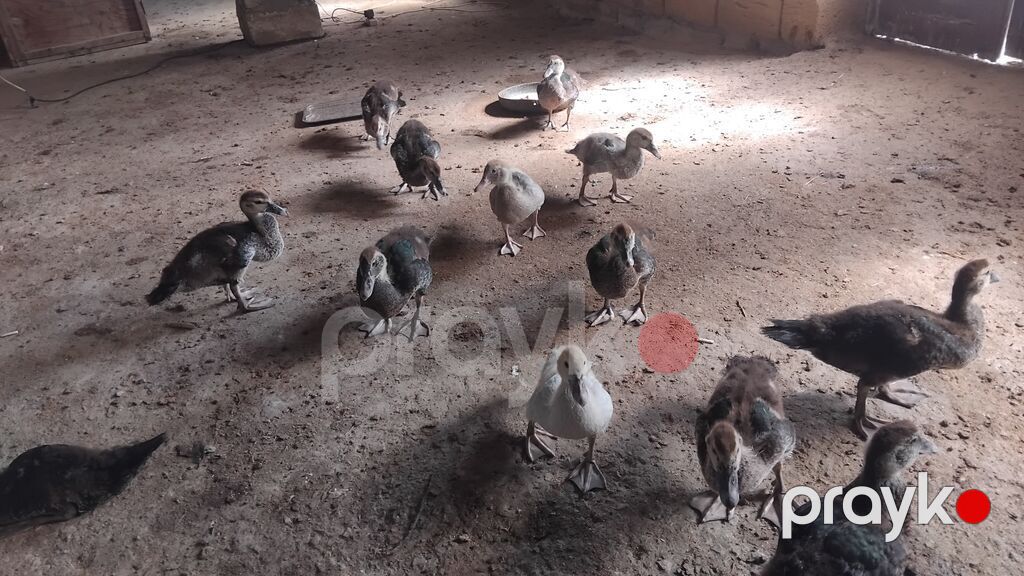 50gunluk balalardi 10denesi zumurdu macarda lavandada var icnde tek — Heyvanlar, Digah (2)