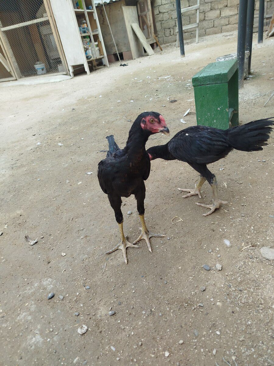 Heyratı beçə — Quşlar, Bakı