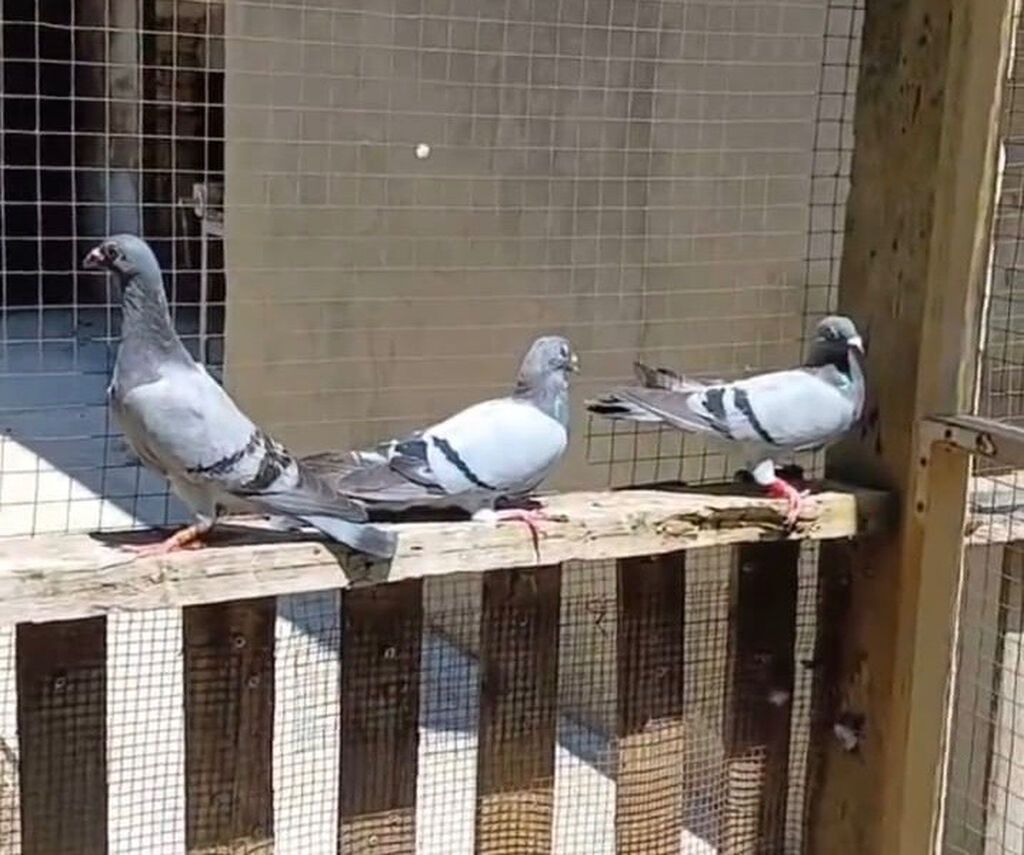4 baş super poçta göyərçini satılır: 2 erkək, 2 maya. 🕊️ Belçika