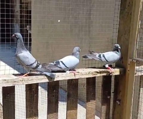 4 baş super poçta göyərçini satılır: 2 erkək, 2 maya. 🕊️ Belçika