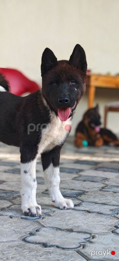 Akita-inu, 3 ay, Erkək, Peyvəndli, Ünvandan götürmə