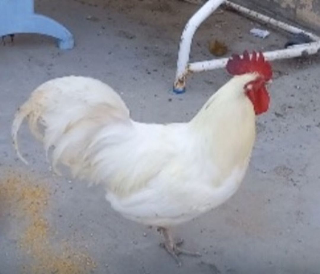 Avstralorp xoruzu — Toyuq və xoruz, Bakı (4)