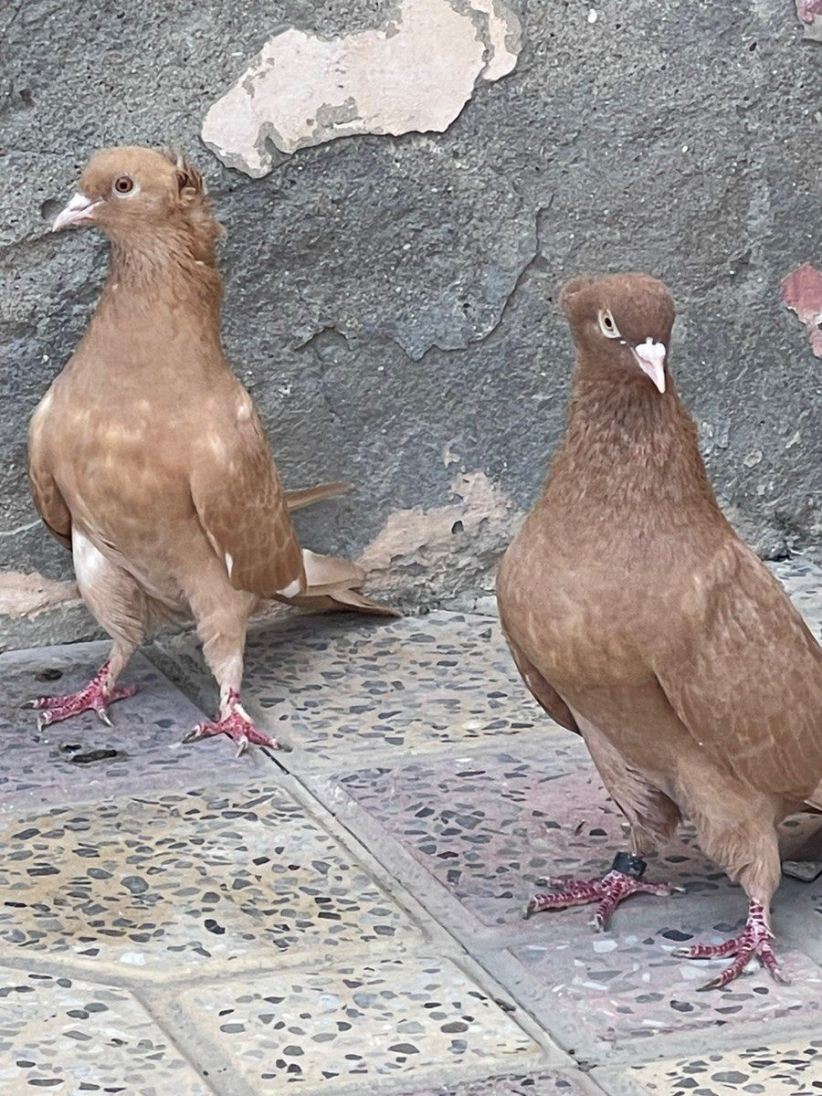 Göyərçinlər — Quşlar, Xırdalan (6)