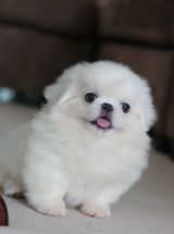 Pekines — Aysu