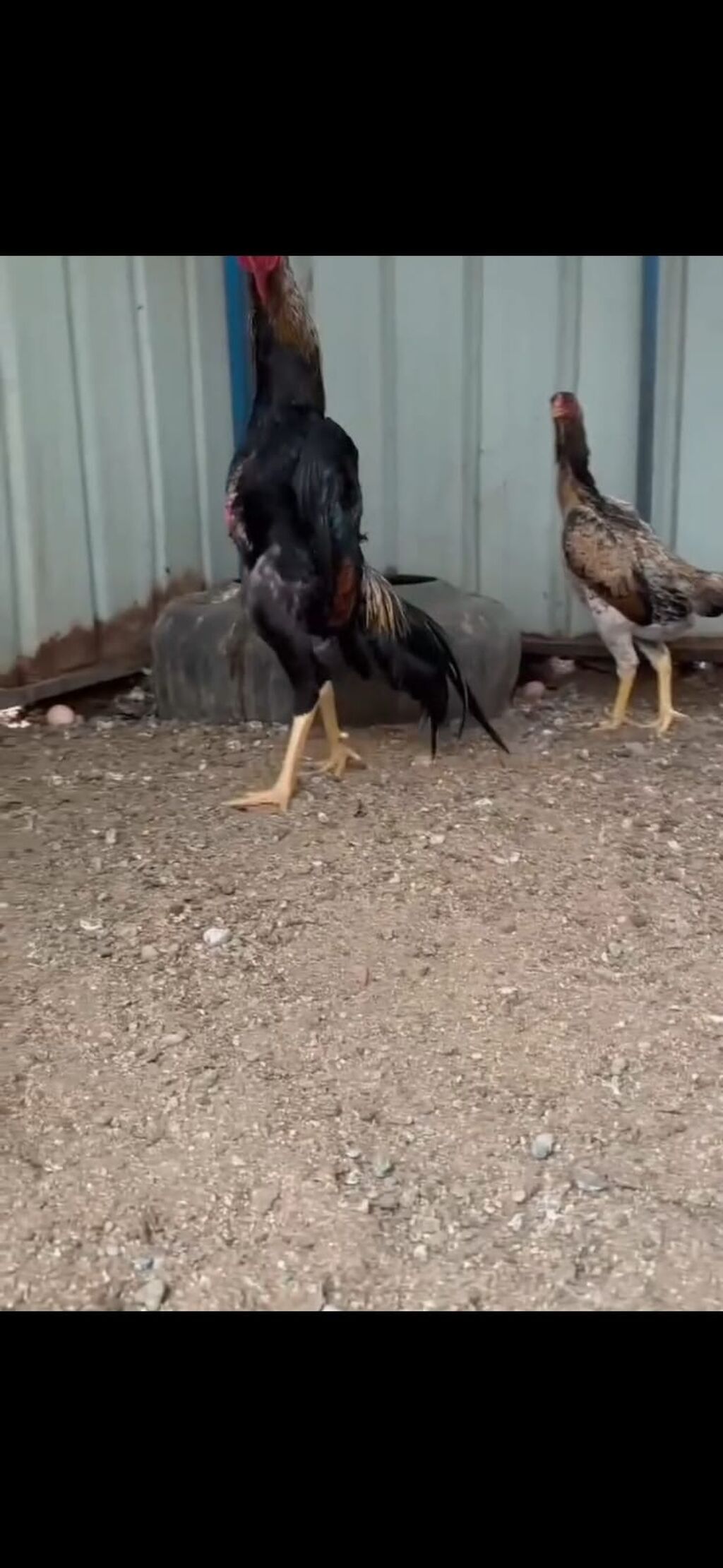 Toyuq növü: Uzunboylu, sərt bədən quruluşlu döyüş tipli xoruz