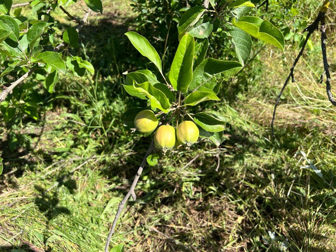 12 sot torpaq sahəsi, Ağstafa ş. — Torpaq, Ağstafa (5)